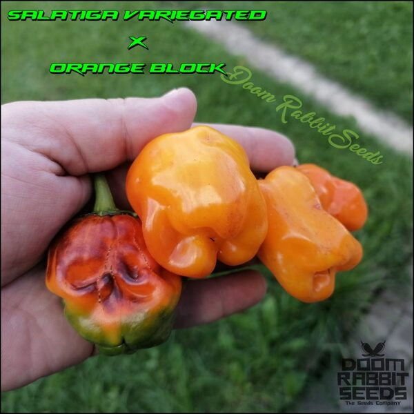 Salatiga Variegated X Orange Block