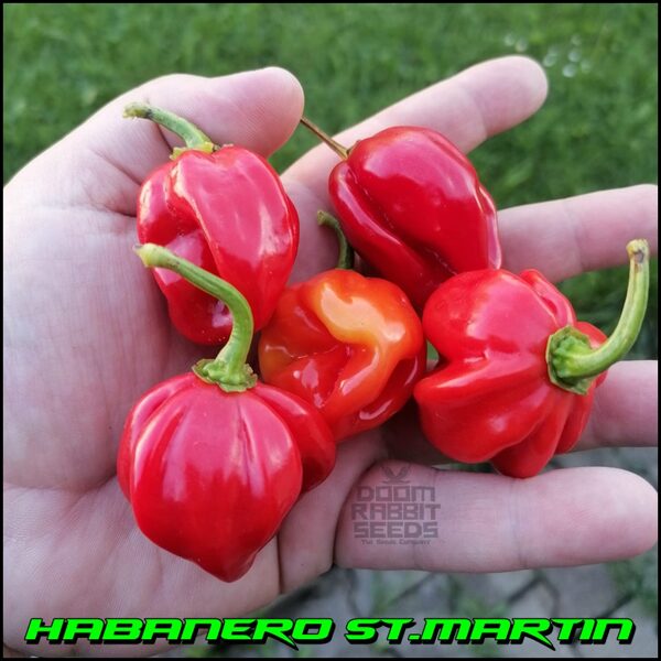 Habanero St. Martin
