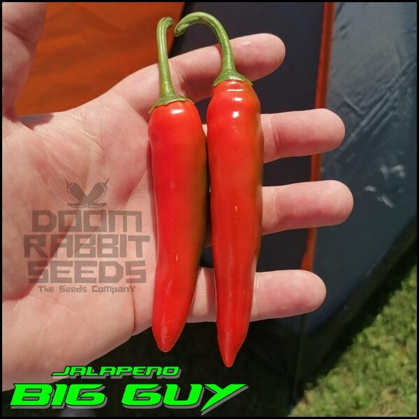 Jalapeno Big Guy