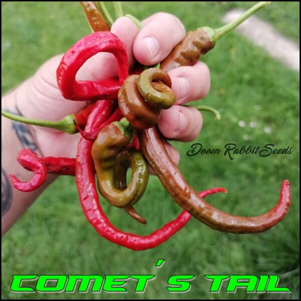 Hangjiao 4 - Comets Tail