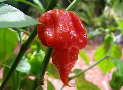 Trinidad Scorpion Butch T