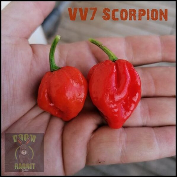 VV7 Scorpion 