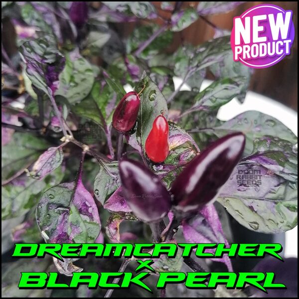 Dreamcatcher X Black Pearl