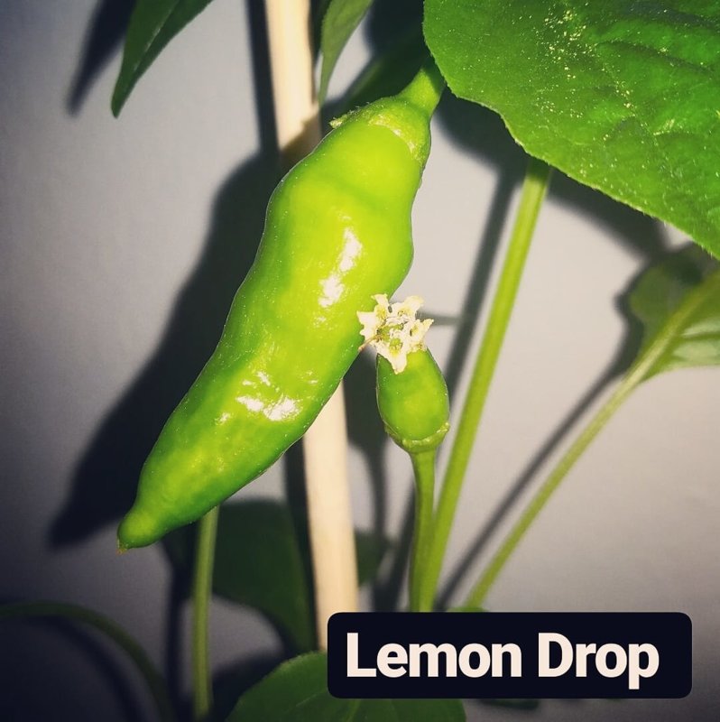 Lemon Drop - Chilipflanze - Saatgut - Doom Rabbit Seeds - Capsicum baccatum