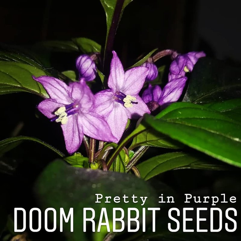 Pretty in Purple Chilipflanze - Capsicum Annuum - Doom Rabbit Seeds - Saatgut - Chilisamen kaufen