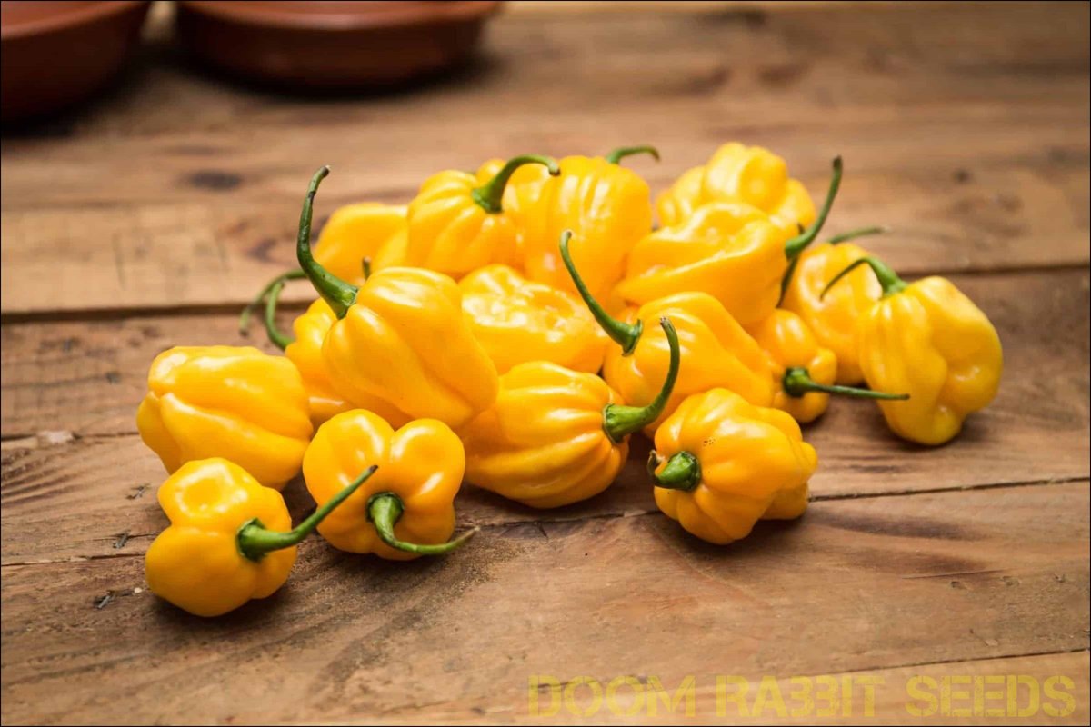 Habanero Yellow Saatgut - Habanero Gelb Chilisamen kaufen